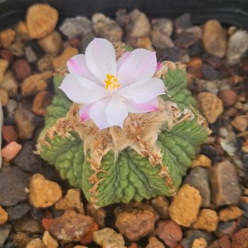 Aztekium ritteri f. Rotundum - GCG10005